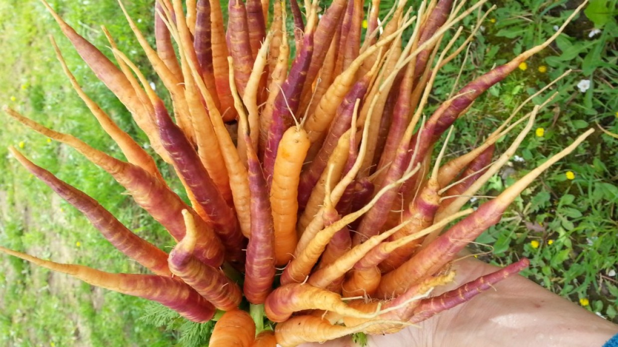 Plentiful Carrots