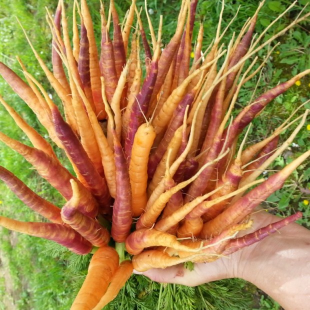 Plentiful Carrots