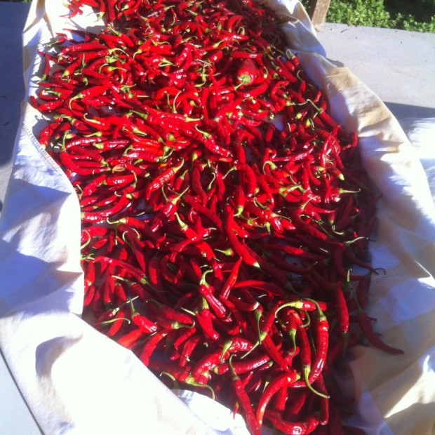 Cayenne Peppers