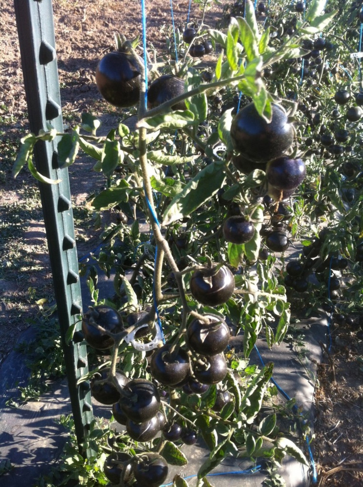 Indigo Rose Tomatoes