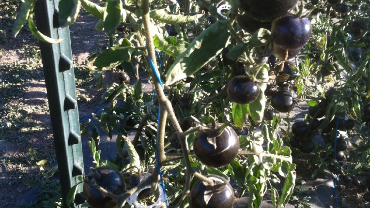 Indigo Rose Tomatoes