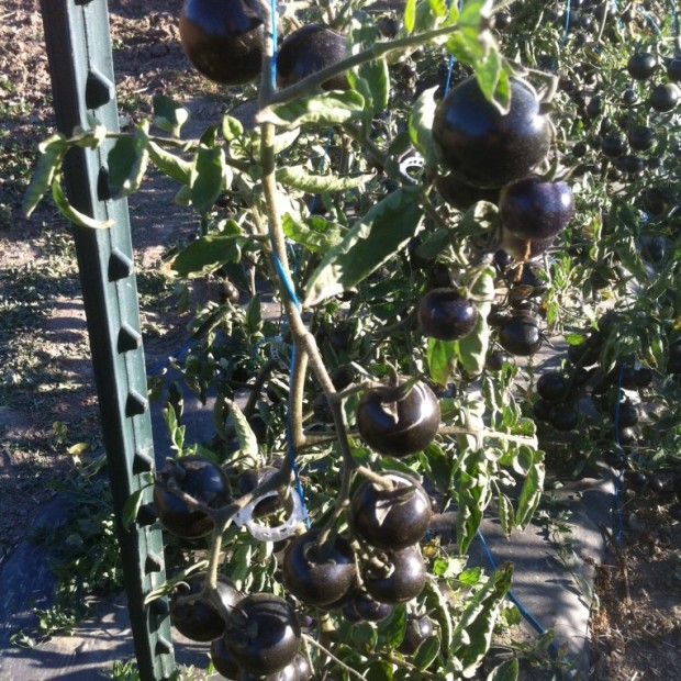 Indigo Rose Tomatoes