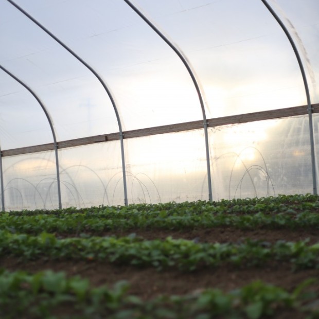 Winter Greenhouse