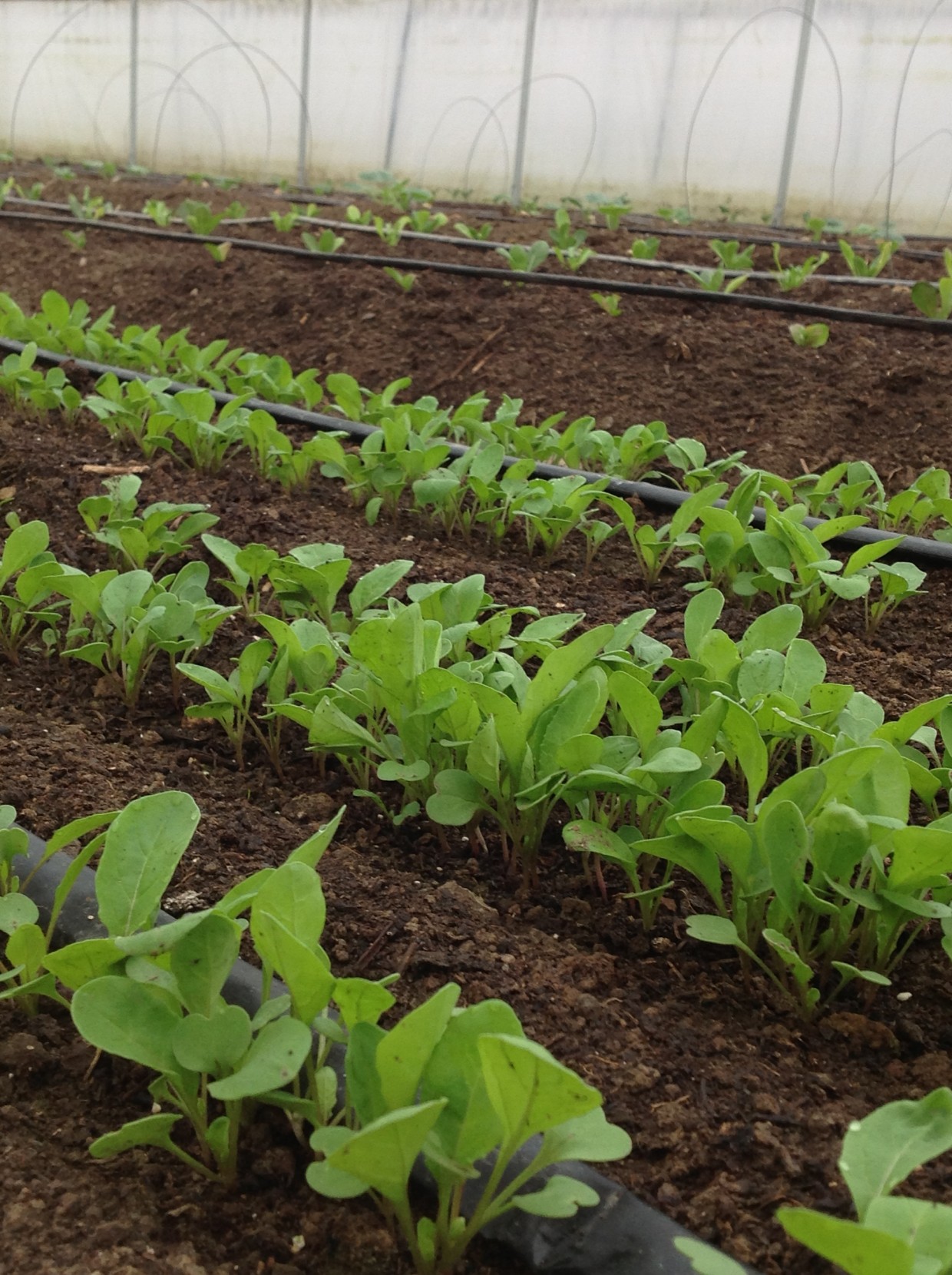 Tender Arugula