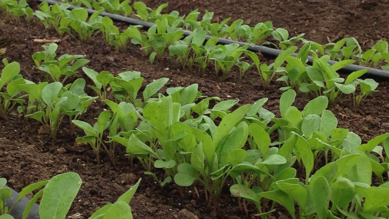 Tender Arugula