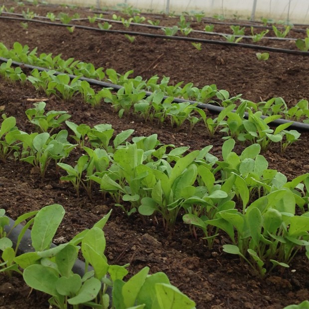 Tender Arugula