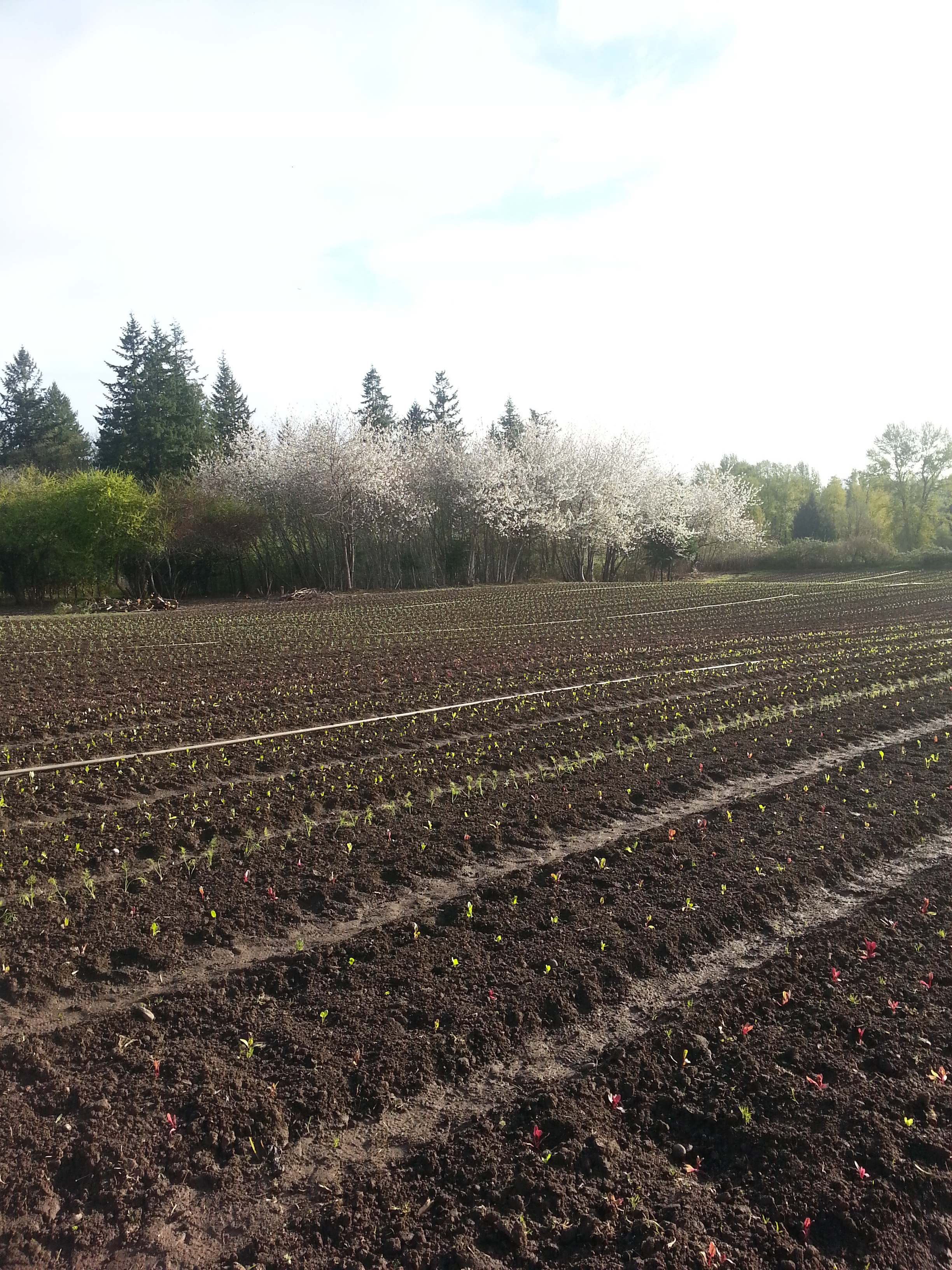 backyard planting with cherryblossom