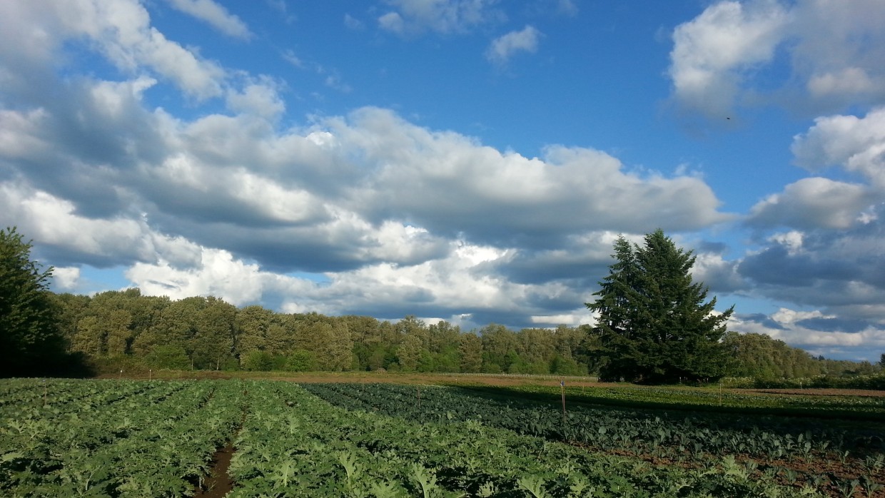 Spring Weather Means Great Greens